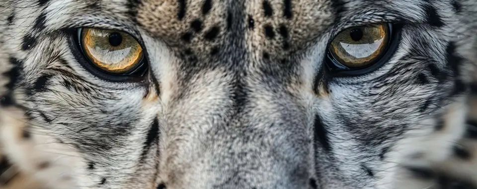 Intercept Technology™ - El Santuario de Animales Salvajes. Intercept Technology™ - Protección Ambiental.