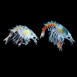 Empaque de alimentos avanzado por Intercept. Intercept Technology™ - empaque de alimentos avanzado.