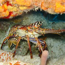 Avances en empaque de alimentos por Intercept. Intercept Technology™ - avances en empaque de alimentos.