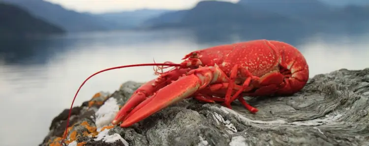 Intercept Technology™ - Salvaguardando artículos contra ESD y corrosión. Intercept Technology™ - Procesos de empaquetado de alimentos.