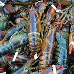 Soluciones de empaque de alimentos por Intercept. Intercept Technology™ - soluciones de empaque de alimentos.